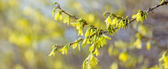 Spring background with a branch with leaves and buds