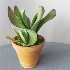 Desert cabbage Kalanchoe tetraphylla plant in clay pot on gray table cloth