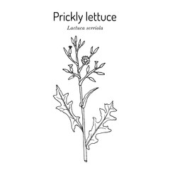 Prickly lettuce, or milk thistle (Lactuca serriola), edible and medicinal plant