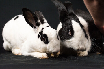 Mini rex rabbit and domesticated rabbit, isolated on black background