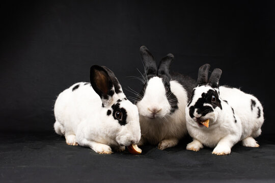 Mini Rex Graphics