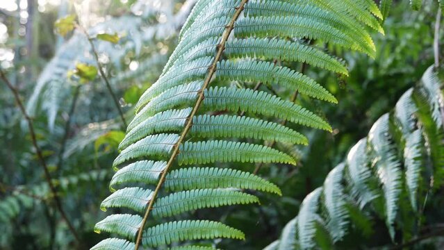 Vibrant Green Ferns in Lush Forest Environment
