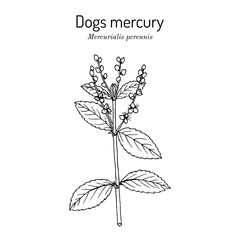Dogs mercury (Mercurialis perennis), medicinal plant