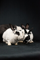 Mini rex rabbits, isolated on black background