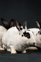Mini rex rabbit, isolated on black background