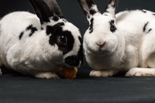 Mini Rex Graphics