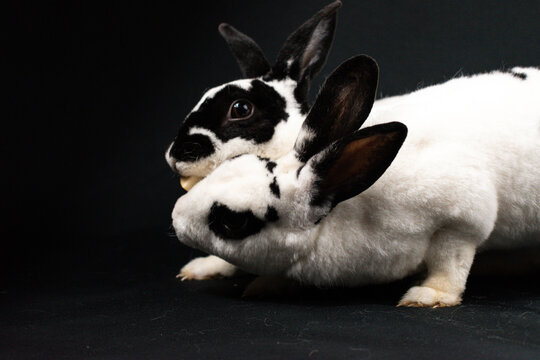 Mini Rex Graphics