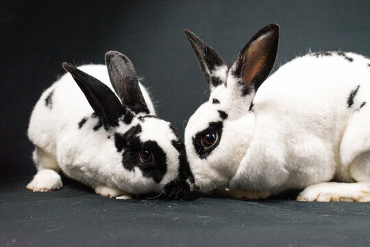 Mini Rex Graphics