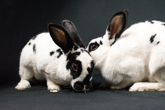 Mini rex rabbits, isolated on black background