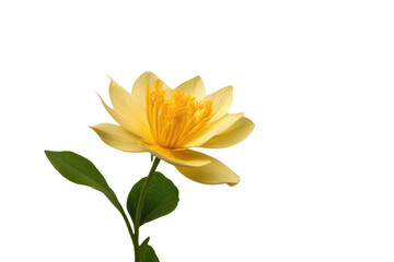a high quality stock photograph of a single flower isolated on a white background