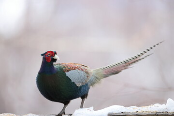 The green pheasant (Phasianus versicolor), also known as the Japanese green pheasant, is an...