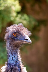 ostrich a portrait
