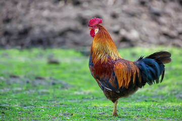 rooster on the farm