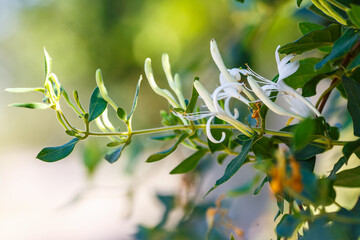 Honeysuckle , or goat honeysuckle , or fragrant honeysuckle ( lat. Lonícera caprifolium ) is a climbing shrub