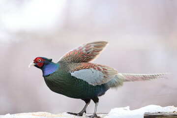 The green pheasant (Phasianus versicolor), also known as the Japanese green pheasant, is an omnivorous bird native to the Japanese archipelago, to which it is endemic. - obrazy, fototapety, plakaty