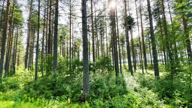 Beautiful summer morning in the pine tree forest. Sun rays break through the foliage of magnificent green tree. Magical summer forest