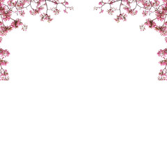 Botanical Pink cherry blossom png background 