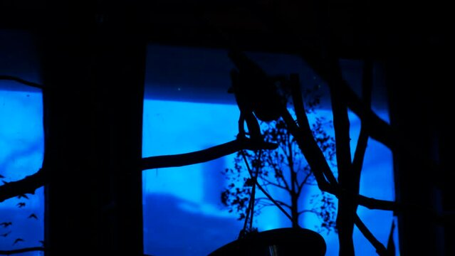 Silhouette of a flying fox on a branch in an aviary