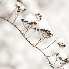 Dry plant in winter garden. Photos with vintage processing. Tinted image for interior poster, printing, wallpaper