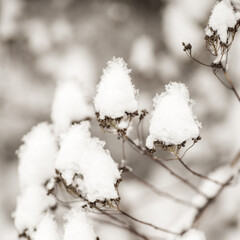 Dry plant in winter garden. Photos with vintage processing. Tinted image for interior poster,...