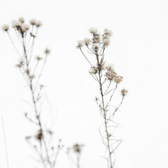 Dry plant in winter garden. Photos with vintage processing. Tinted image for interior poster, printing, wallpaper