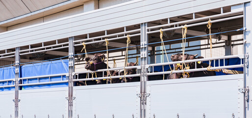 ドナドナ されていく 牛 【 家畜運搬車 と 畜産牛 の イメージ 】