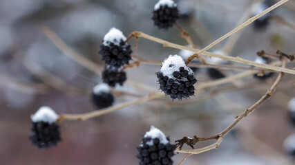 Berries Eleutherococcus senticosus on the branch in winter