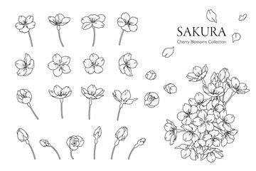 手描きの桜の花の線画イラスト（モノクロ／パーツ分け） - obrazy, fototapety, plakaty