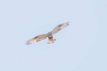 Obraz premium 飛翔する美しいケアシノスリ（タカ科）。日本国群馬県、利根川河川敷にて。 2024年2月17日撮影。Beautiful Rough-legged Buzzard (Buteo lagopus, family comprising hawks) in flight.At Tonegawa riverbed, Gunma, Japan, photo by February 17, 2024.