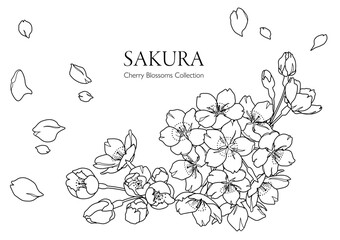 手描きの桜の花の線画イラスト（モノクロ） © tukinoto