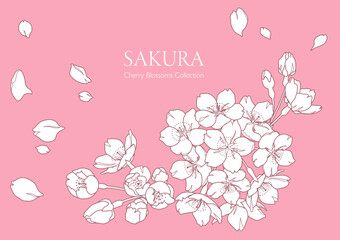 手描きの桜の花の線画イラスト