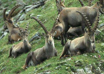 Steinböcke liegend