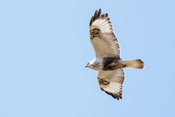 Obraz premium 飛翔する美しいケアシノスリ（タカ科）。日本国群馬県、利根川河川敷にて。 2024年2月17日撮影。Beautiful Rough-legged Buzzard (Buteo lagopus, family comprising hawks) in flight.At Tonegawa riverbed, Gunma, Japan, photo by February 17, 2024.