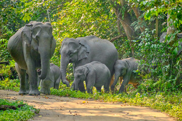 Elephant herd at Kaziranga National Park, Assam, India