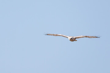 飛翔する美しいケアシノスリ（タカ科）。

日本国群馬県、利根川河川敷にて。
2024年2月17日撮影。

Beautiful Rough-legged Buzzard (Buteo lagopus, family comprising hawks) in flight.

At Tonegawa riverbed, Gunma, Japan,
photo by February 17, 2024.