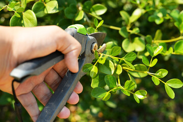 Close up to hand holding garden shears, cutting off branches in the garden.
