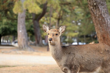Naklejka na ściany i meble The Nara Deer Park is a historical park in Japan that’s famous for having hundreds of friendly deer