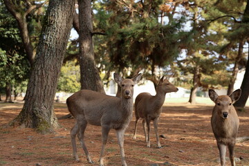 The Nara Deer Park is a historical park in Japan that’s famous for having hundreds of friendly deer