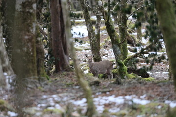 Wild deer live on Mt. Fuji in Japan.