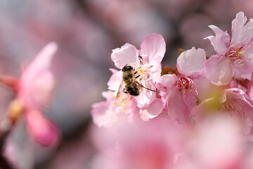 Honey bee collected pollen nectar on cherry flower