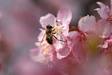 Honey bee collected pollen nectar on cherry flower