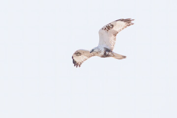 ホバリングする美しいケアシノスリ（タカ目）。

日本国群馬県、利根川河川敷にて。
2024年2月17日撮影。

A beautiful Rough-legged Buzzard (family comprising the hawks) in hovering.

At Tonegawa riverbed, Gunma, Japan,
photo by February 17, 2024.

