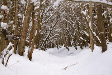 The trees of Mt. Fuji are covered with snow.