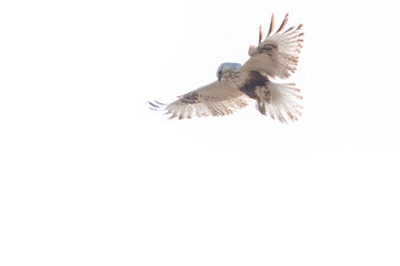 ホバリングする美しいケアシノスリ（タカ目）。

日本国群馬県、利根川河川敷にて。
2024年2月17日撮影。

A beautiful Rough-legged Buzzard (family comprising the hawks) in hovering.

At Tonegawa riverbed, Gunma, Japan,
photo by February 17, 2024.

