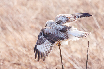 葦原から飛び出す美しいケアシノスリ（タカ目）。

日本国群馬県、利根川河川敷にて。
2024年2月17日撮影。

A beautiful Rough-legged Buzzard (Buteo lagopus, family comprising the hawks) flying out of a reed bed.

At Tonegawa riverbed, Gunma, Japan,
ph