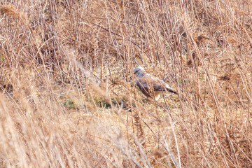 狩りのために葦原に飛び込む美しいケアシノスリ（タカ目）。

日本国群馬県、利根川河川敷にて。
2024年2月17日撮影。

A beautiful Rough-legged Buzzard (Buteo lagopus, family comprising the hawks) dives into a reed bed to hunt.

At Tonegawa riverbed, Gunma,