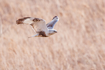 飛翔する美しいケアシノスリ（タカ科）。

日本国群馬県、利根川河川敷にて。
2024年2月17日撮影。

Beautiful Rough-legged Buzzard (Buteo lagopus, family comprising hawks) in flight.

At Tonegawa riverbed, Gunma, Japan,
photo by February 17, 2024.