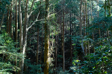 木漏れ日の中の森