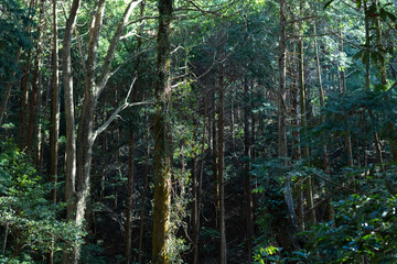 Fototapeta premium 木漏れ日の中の森