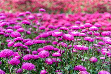 Pink aster flowers in flower field.
